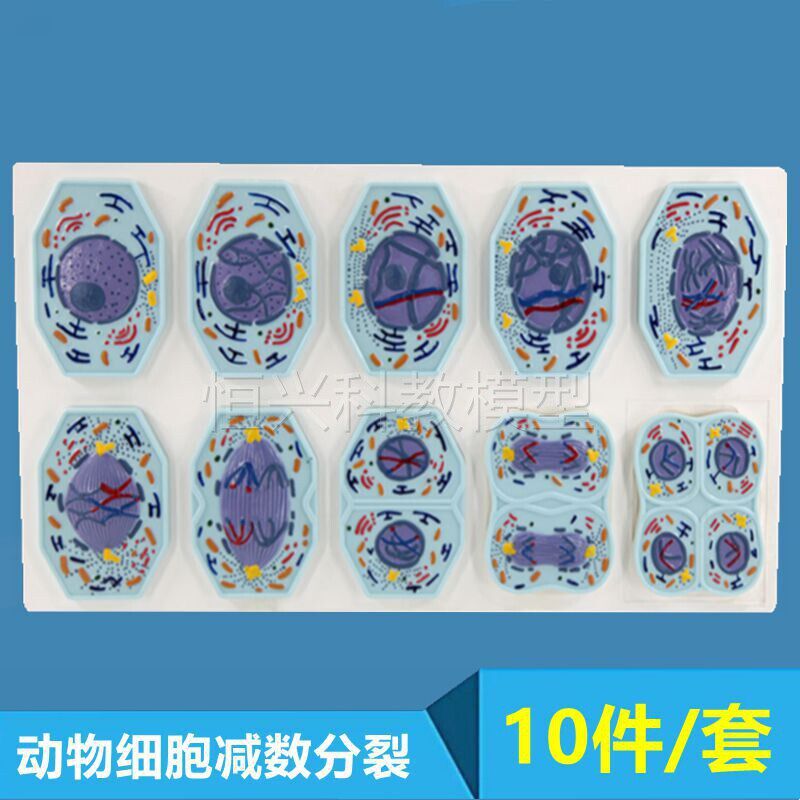 动物细胞减数分i裂 动物有丝分裂 染色体 高中生物教学仪器实验材