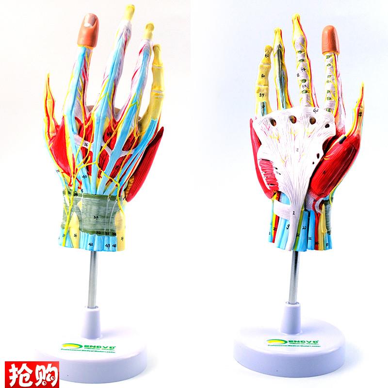 ENOVO颐诺手部解剖模型手关y节骨骼肌肉血管神经手外科腕关节手显