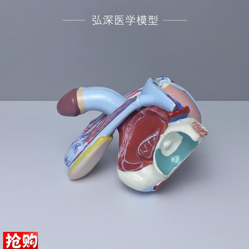 男性生殖b系统模型人体生殖器官内外结构可拆解5部件医学教学模具