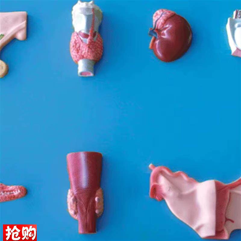 人体内分泌器官模型GD/AZ19002