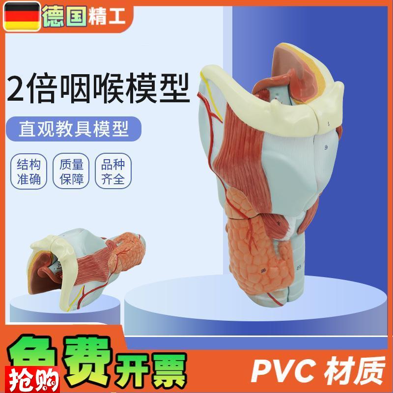 德国】医学人体喉肌喉软骨喉咙A咽喉口腔甲状腺解剖模型教具耳鼻