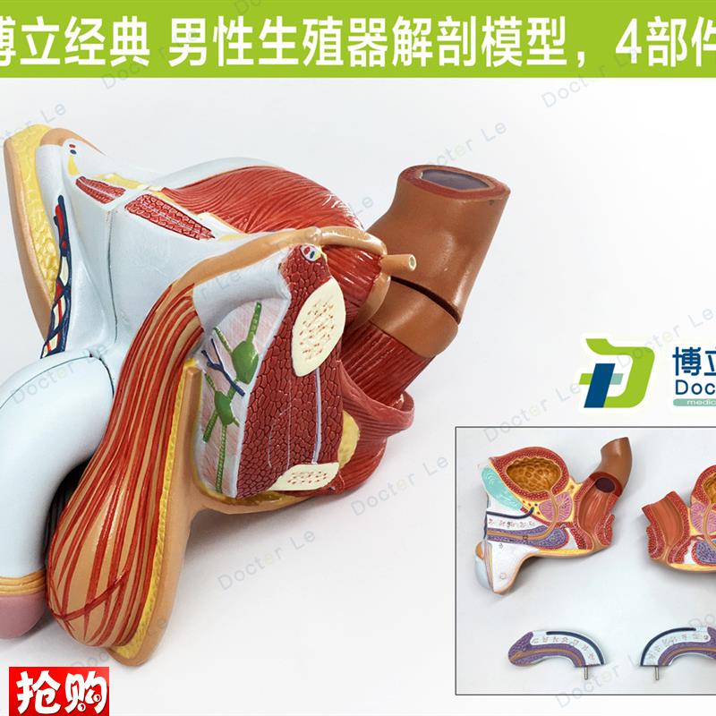 男性内外生殖器泌l尿模型男科模型睾丸解剖模型计生健康展示医教