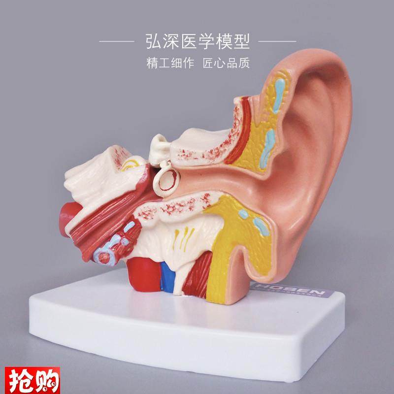 耳朵模型人体g器官解剖结构耳道采耳外中内听觉幼儿童医学教学模