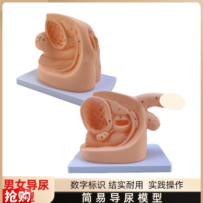女性内外生殖器解剖模型及导尿模具F医学用人体导尿插管模型教具