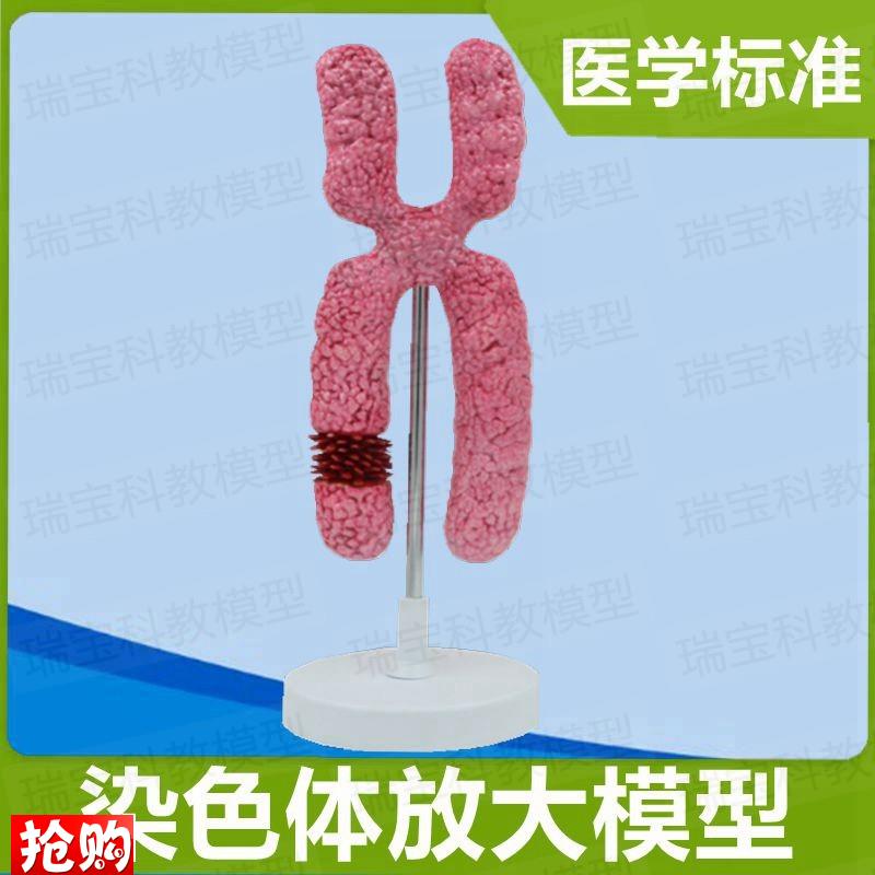 染色体模型染色质模型23对x染色体性染色体常染色体生殖医学