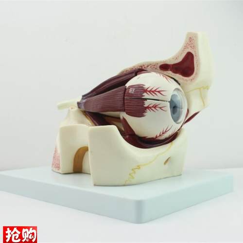 ENOVO颐f诺眼球眼眶解剖结构放大模型人体感觉器医学眼球模型眼