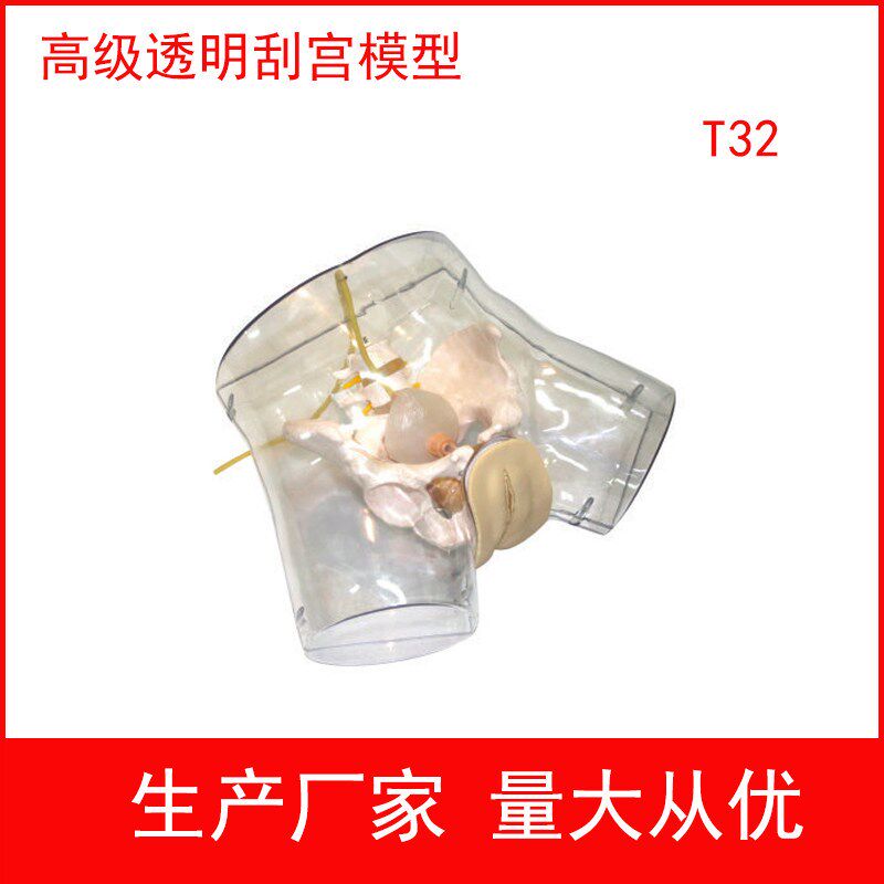 高级透明刮宫模型 女性膀胱冲洗导尿操H作模拟人 扩宫器放置训练