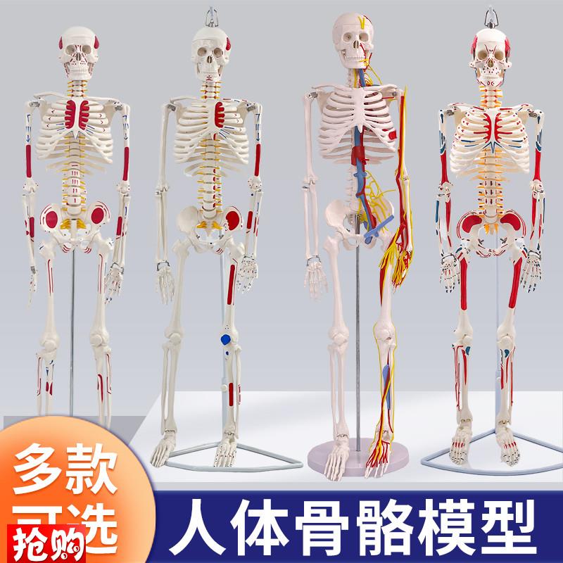 人体骷髅骨架可拆l卸医学迷你小型全身骨骼带肌肉解剖模型玩具摆