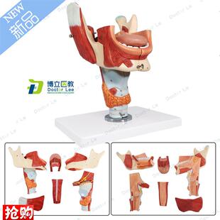 鼻口咽喉a腔模型喉腔肌肉神经舌苔舌诊培训声乐教学音乐教具