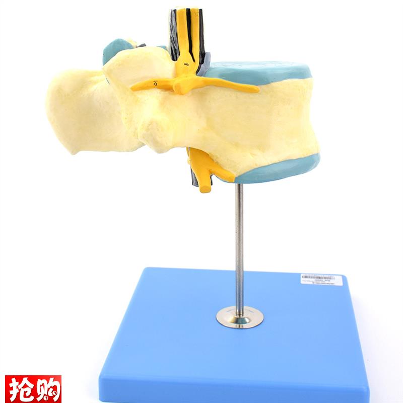 ENOVO颐诺医学人体胸椎附脊髓和脊神经放大模型神经骨.科解剖模型