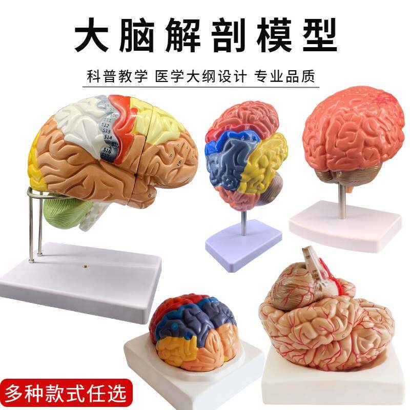 人体大脑解剖模型脑m模型脑功能区域色分模型人脑动脉构造脑神经