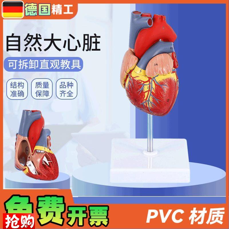 德国】1比1人体自然大心脏解剖模型B超彩超心P内科器官教学数字标