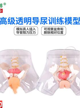 医博BIX-H4D高级透明女性导尿模型导尿插管训练假人女P性护理训练