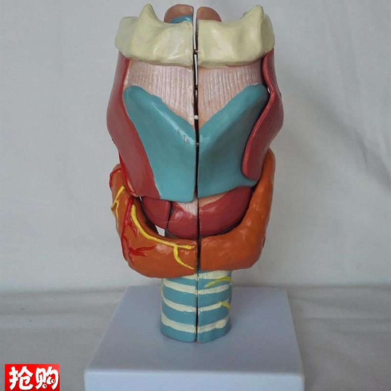 包邮人体喉放大解剖r模型(7件)器官解剖医用教学