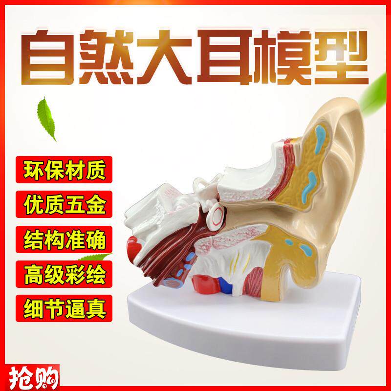 耳模型桌上型耳解剖模型外中内耳部听觉系统器官耳朵构Z造教学医