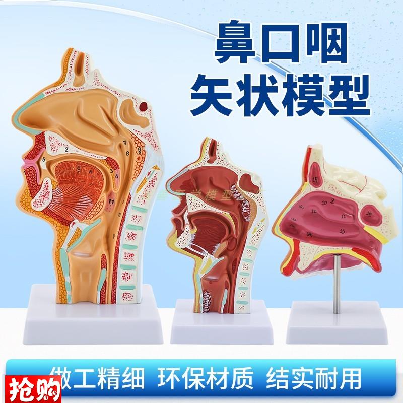 人体鼻腔口腔咽k喉解剖模型鼻咽腔口咽腔喉咽腔耳鼻喉科模型