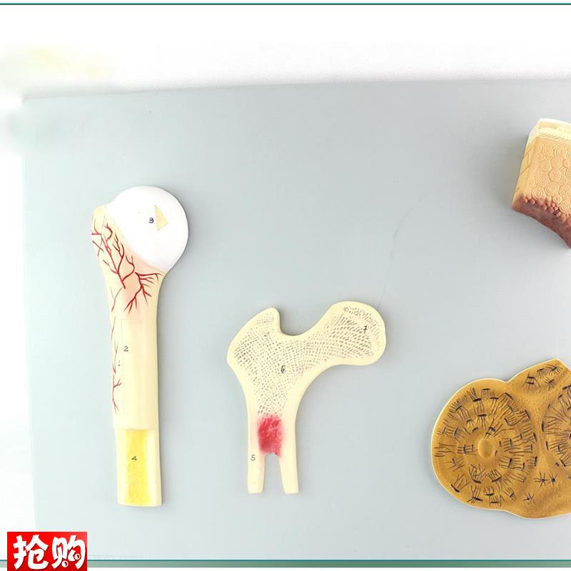 骨的构造j骨骼标本解剖模型