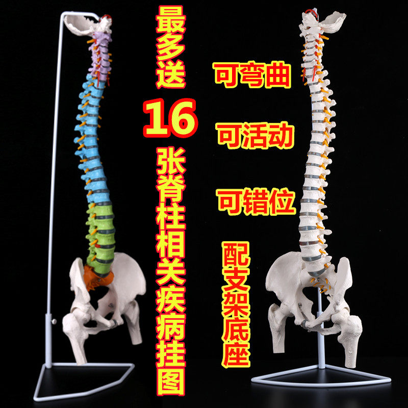 正骨彩色椎e体人体脊柱模型人体骨骼模型大脊椎成人1:1带胸椎骨盆