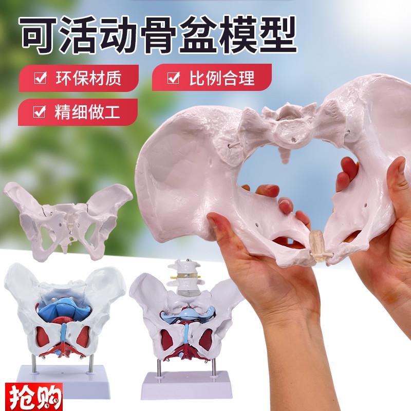 动态女性腰椎骨盆骨骼模型关节可活D动迷你小盆骨产康人体医用骨
