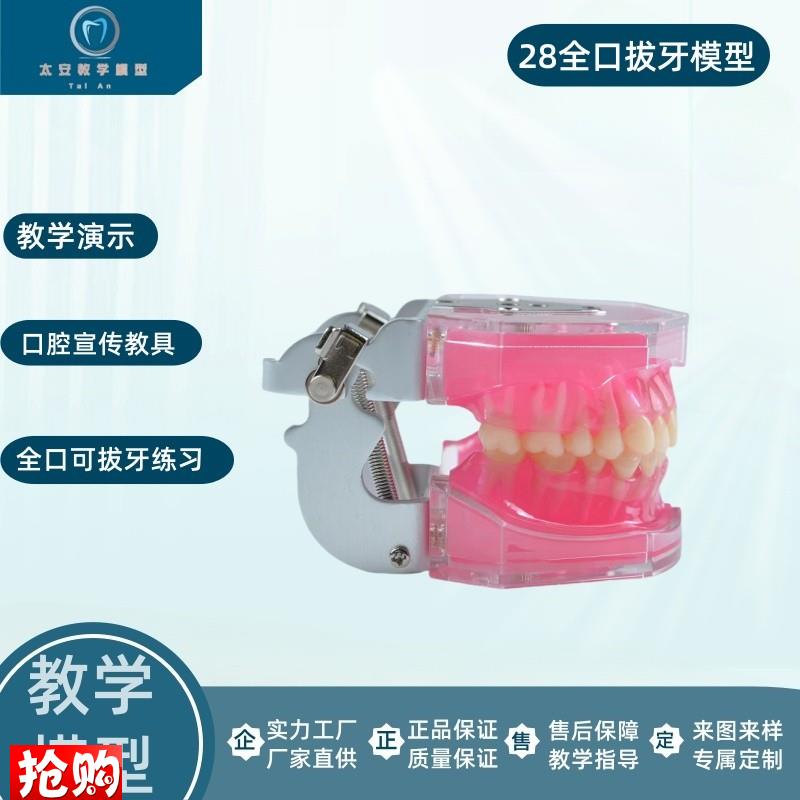 练习全口可拔牙模型离体牙可拆卸软牙龈牙M科口腔教学演示仿真牙