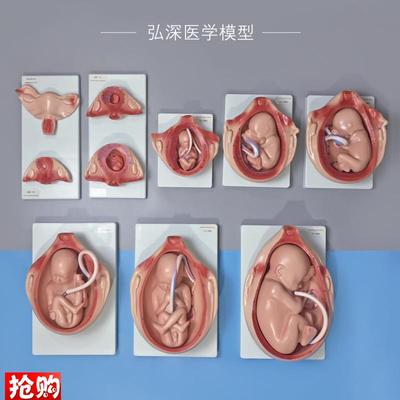 1比1胎儿生长发育过程模型女性分娩妊娠K十月妇幼保健妇产科学模