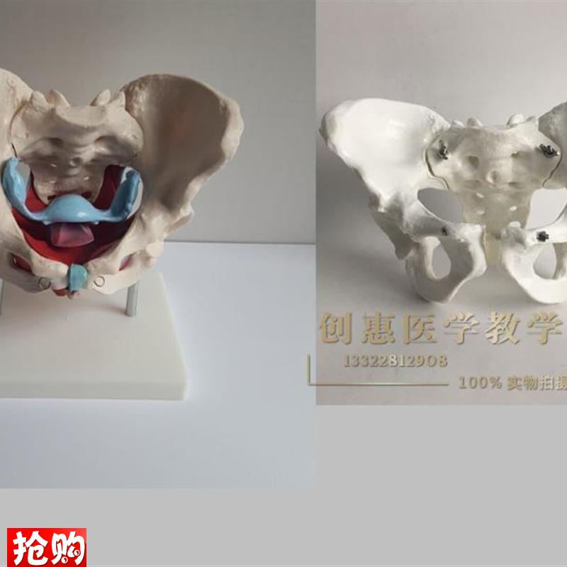骨盆模型女性骨盆及盆底肌t肉模型盆腔器官骨骼解剖结构造教学医