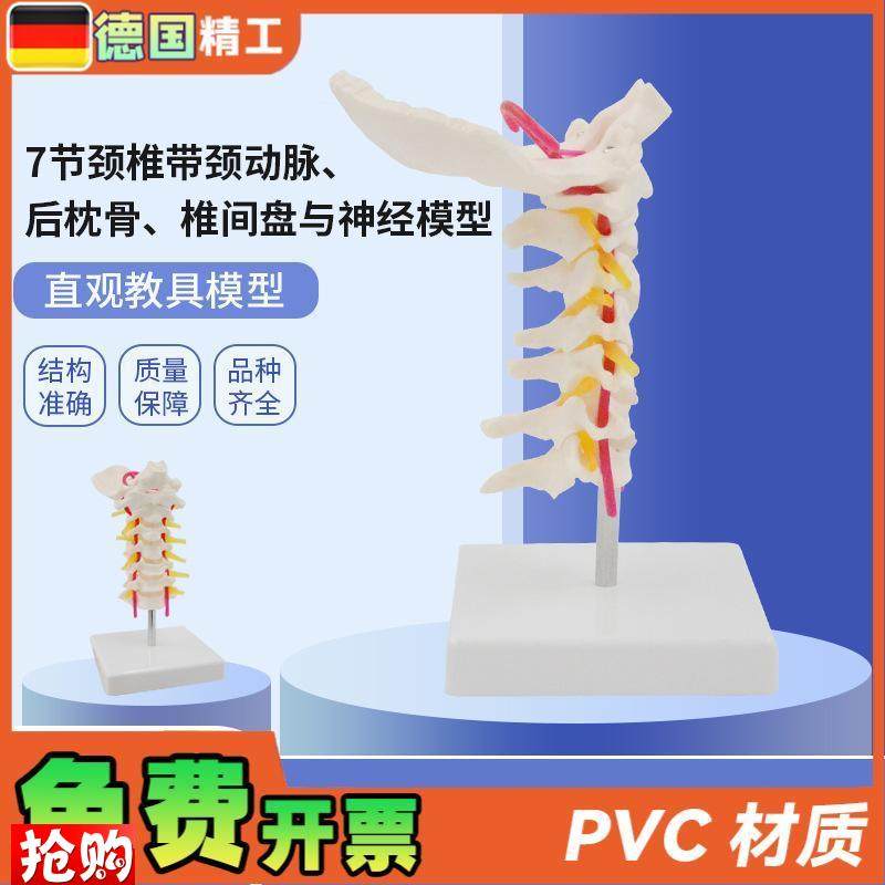 德国】人体7节颈椎p带颈动脉后枕骨椎间盘与神经模型颈椎模具