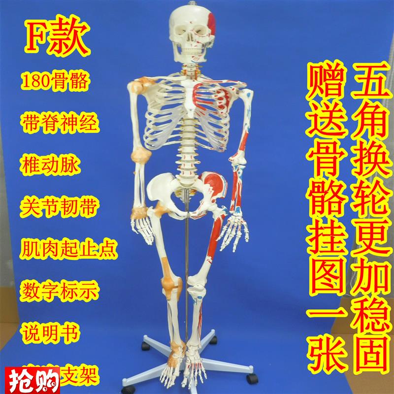 180cm全身人体大骨q骼模型女性骨骼标本模型艺术用成人大骨骼模型