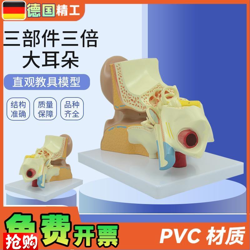 德国】耳朵模型内耳迷路耳廓耳解剖科技L馆展示放大生命馆展品