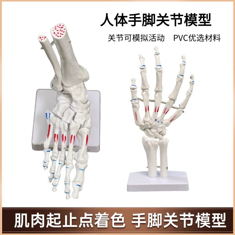 脚骨模型脚踝关节脚部骨骼结构造足骨手骨解M剖模型1比1大康复教