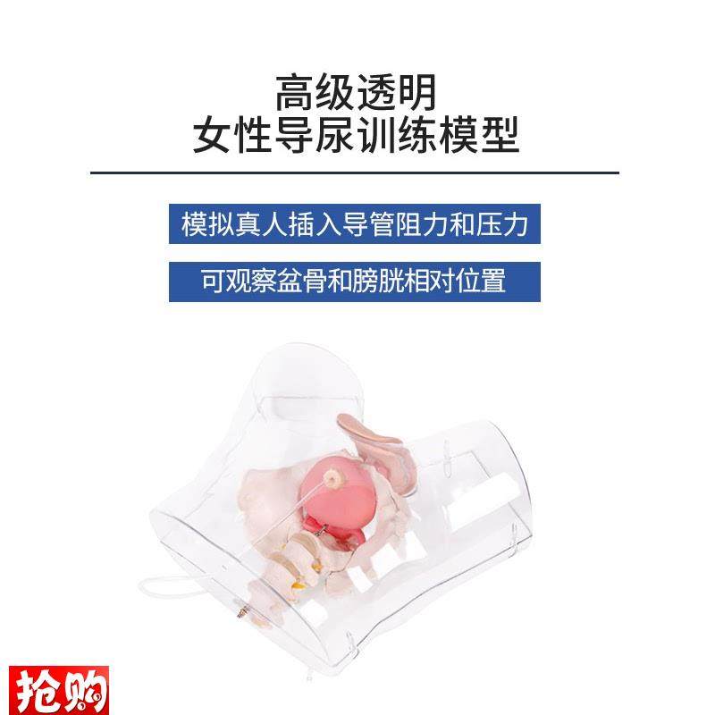 透明女性导尿练习模型I男女性导尿术教具