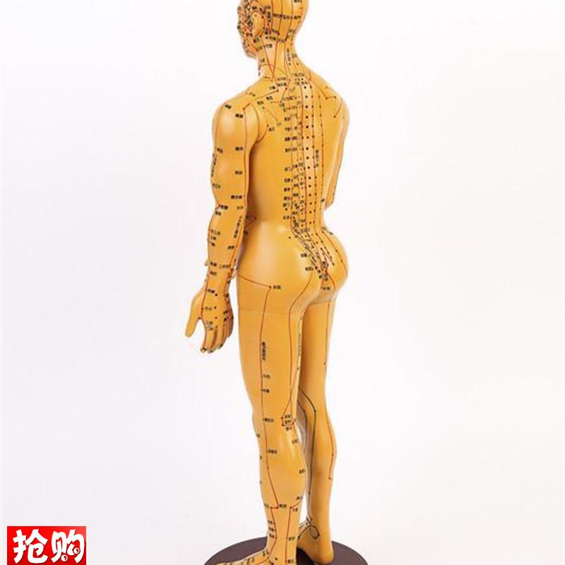 高清针灸穴位人体模型经络小人针