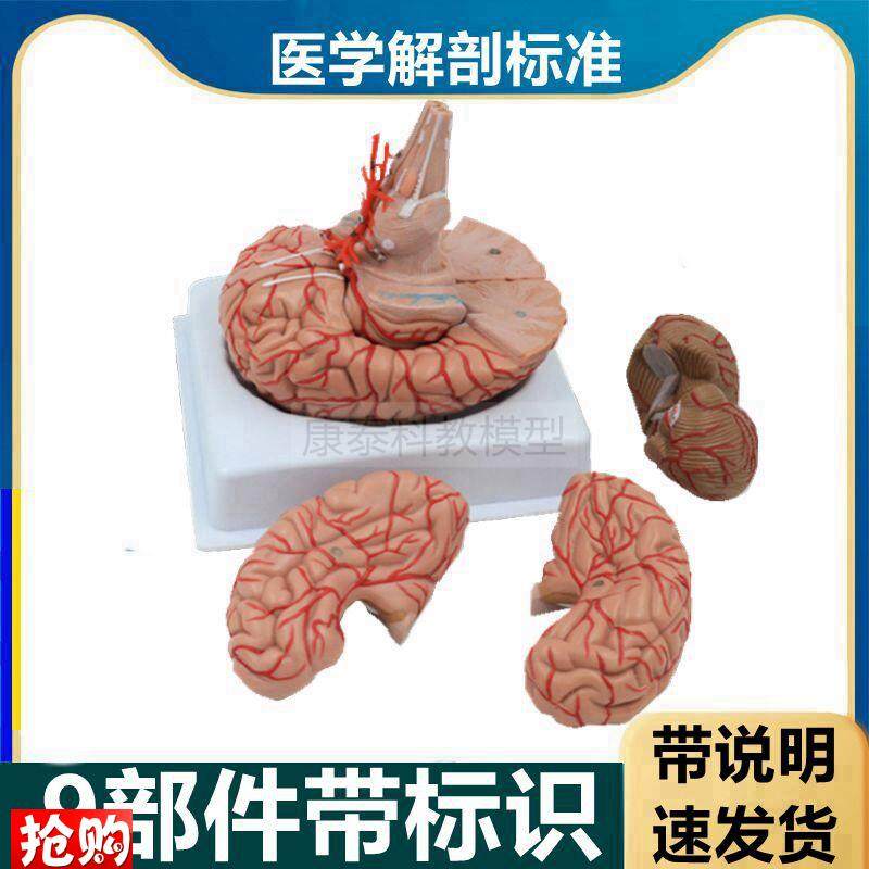脑解剖模型可拆卸血m管脑干大脑皮层功能区神经中枢脑卒中医用教