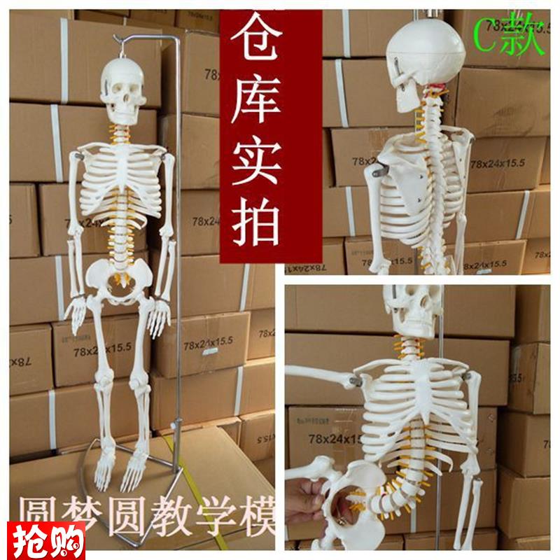 正品85CM人体l骨骼模型骷髅骨人骨架标本医用艺用人体骨骼正骨