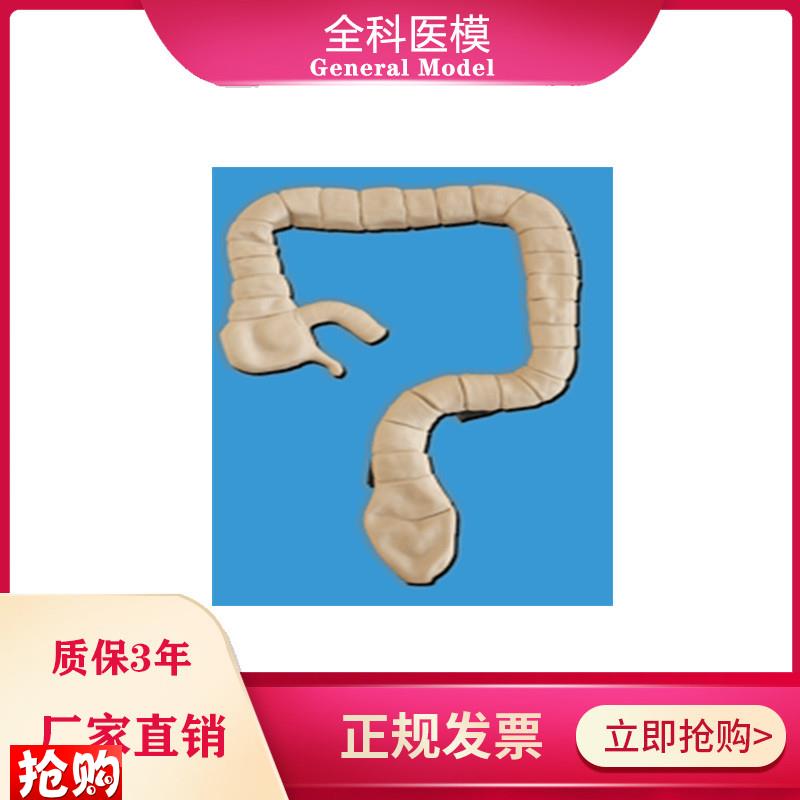 乙状结肠镜检查模型大肠肠道病理J检查模型教学示教模具