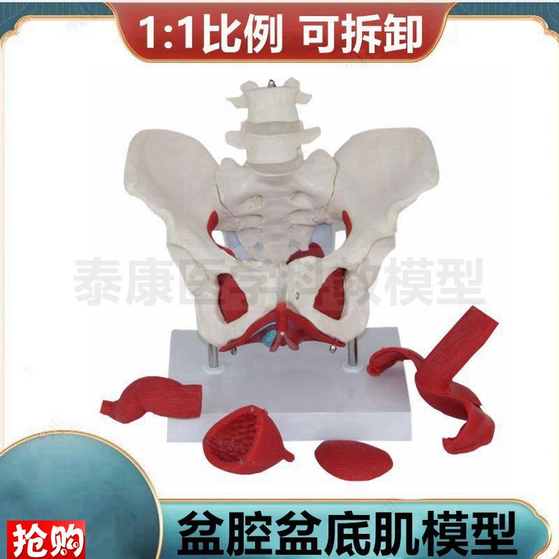 女盆骨模型盆底肌子宫生殖产后功能修复会P阴解剖展示家政培训