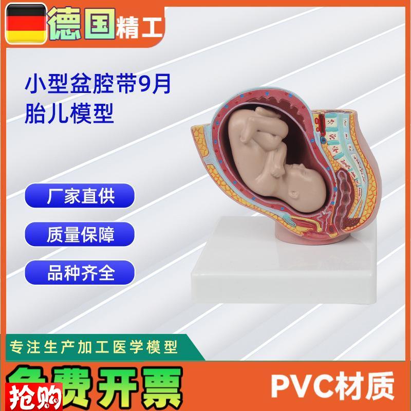 小型妊娠盆腔带婴o儿模型女性盆腔附足月胎儿模型教学讲解