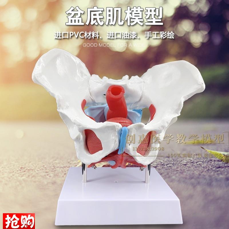 骨盆模型两节腰椎附盆底肌模型女性H骨盆生殖器官模型盆腔结构