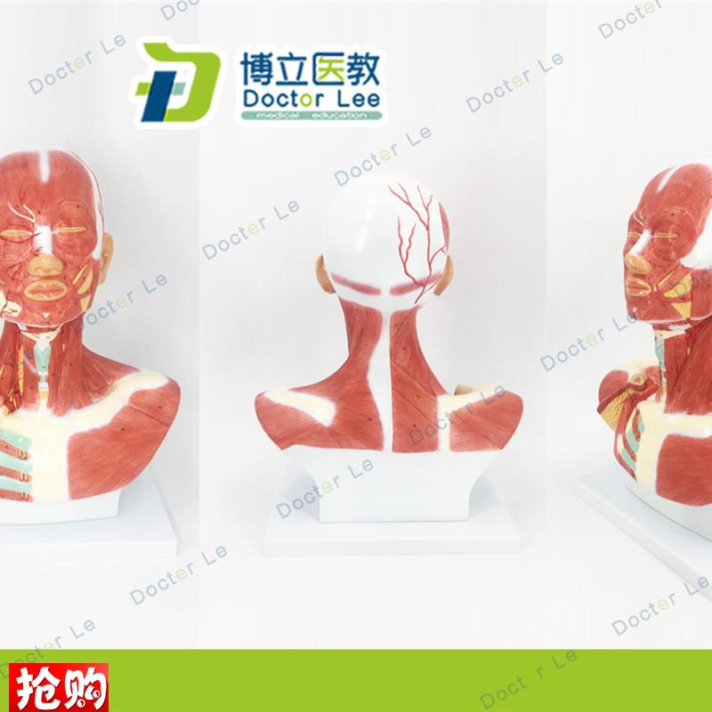 头颈部肌肉e解剖模型头部神经血管模型胸部肌肉人体肌肉模型