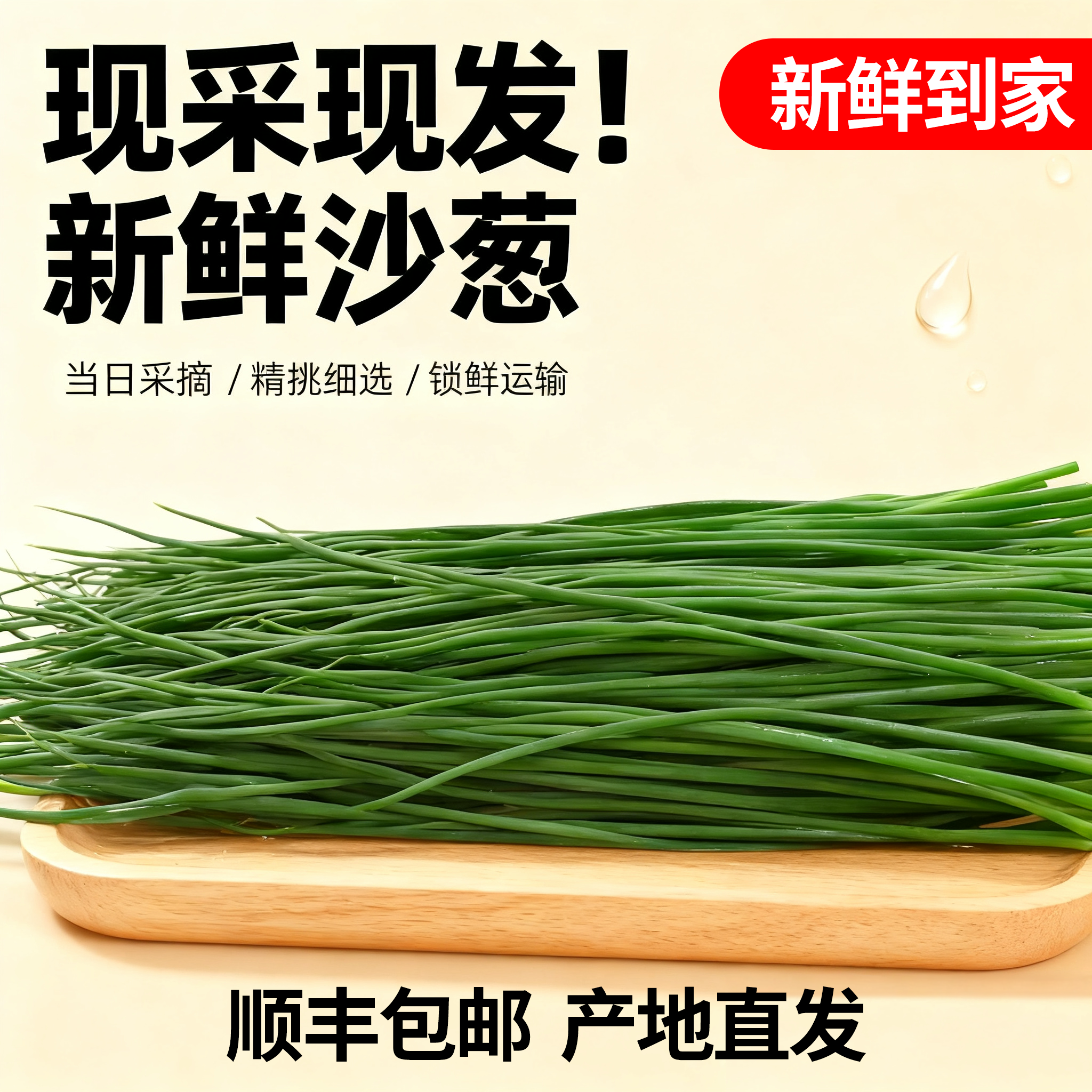 【顺丰包邮】民勤新鲜沙葱现采商用捆装净菜冰袋保鲜