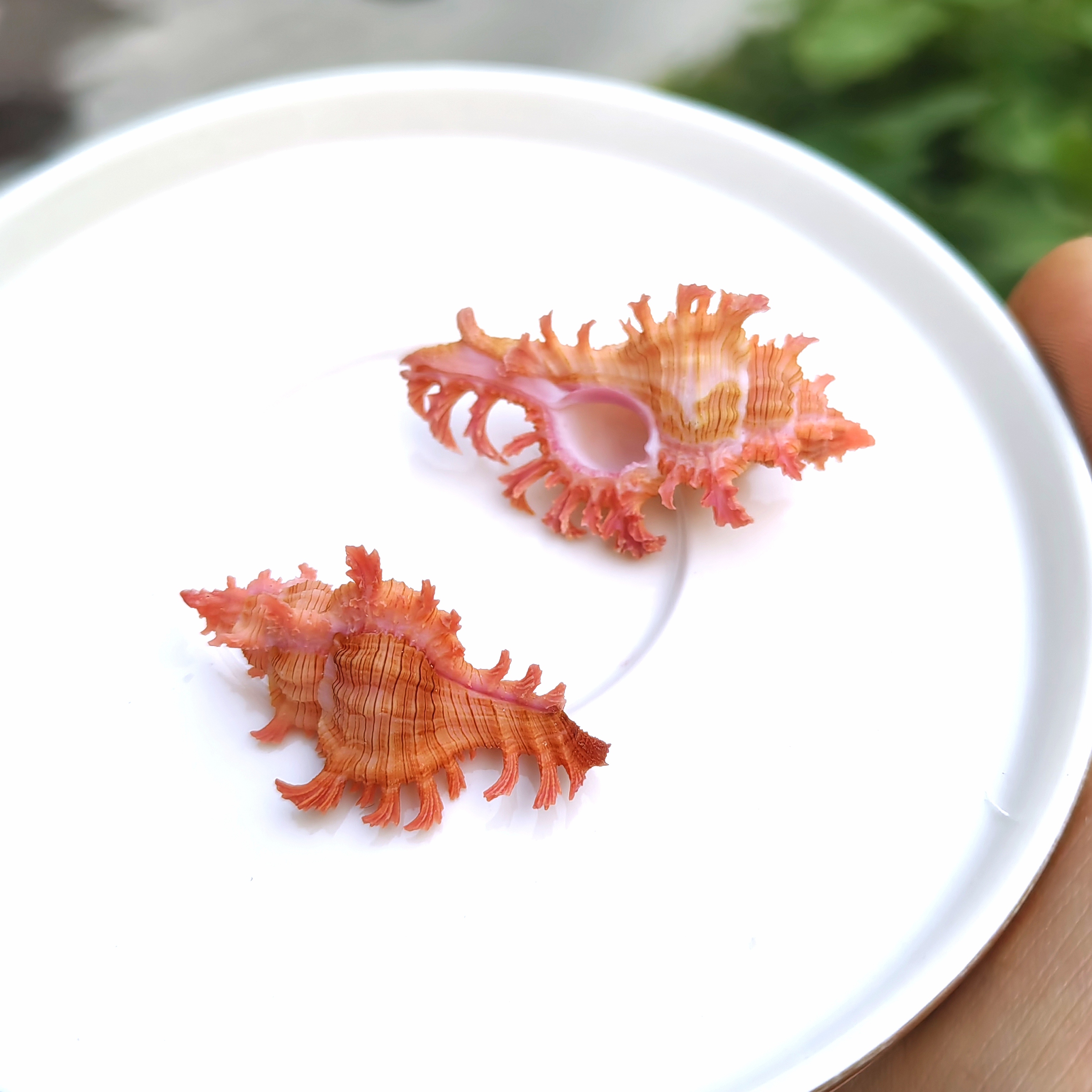 天然海螺 稀有高贵千手螺 标本收藏精品壳相框装饰配件