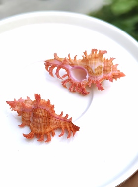 天然海螺 稀有高贵千手螺 标本收藏精品壳相框装饰配件