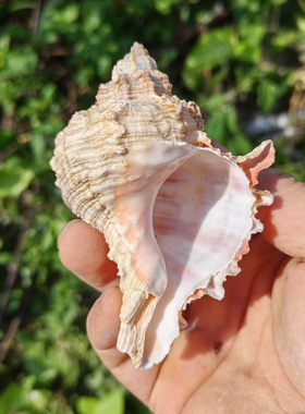 天然海螺 骨螺 大号寄居蟹替换壳 鱼缸三湖虎鱼孵化躲避屋