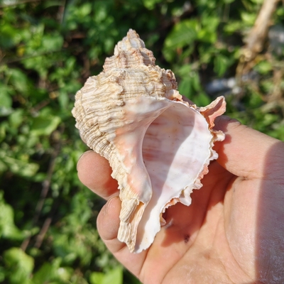 天然海螺 骨螺 大号寄居蟹替换壳 鱼缸三湖虎鱼孵化躲避屋