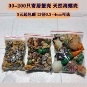 口径0.3 4cm寄居蟹替换壳 天然海螺鱼缸调节水质硬度ph硝化菌豆丁