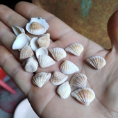 天然小贝壳 儿童手工贝壳画材料 大瓜子贝指甲贝