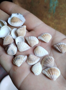 天然小贝壳 大瓜子贝指甲贝 儿童手工贝壳画材料