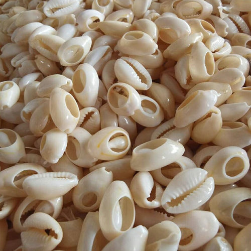 天然金边海螺切片diy配件