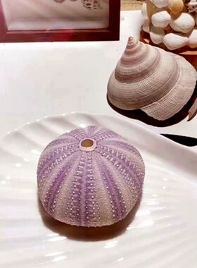 天然紫色海胆壳 创意女生日礼物 创意办公桌摆件海螺贝壳橱窗道具