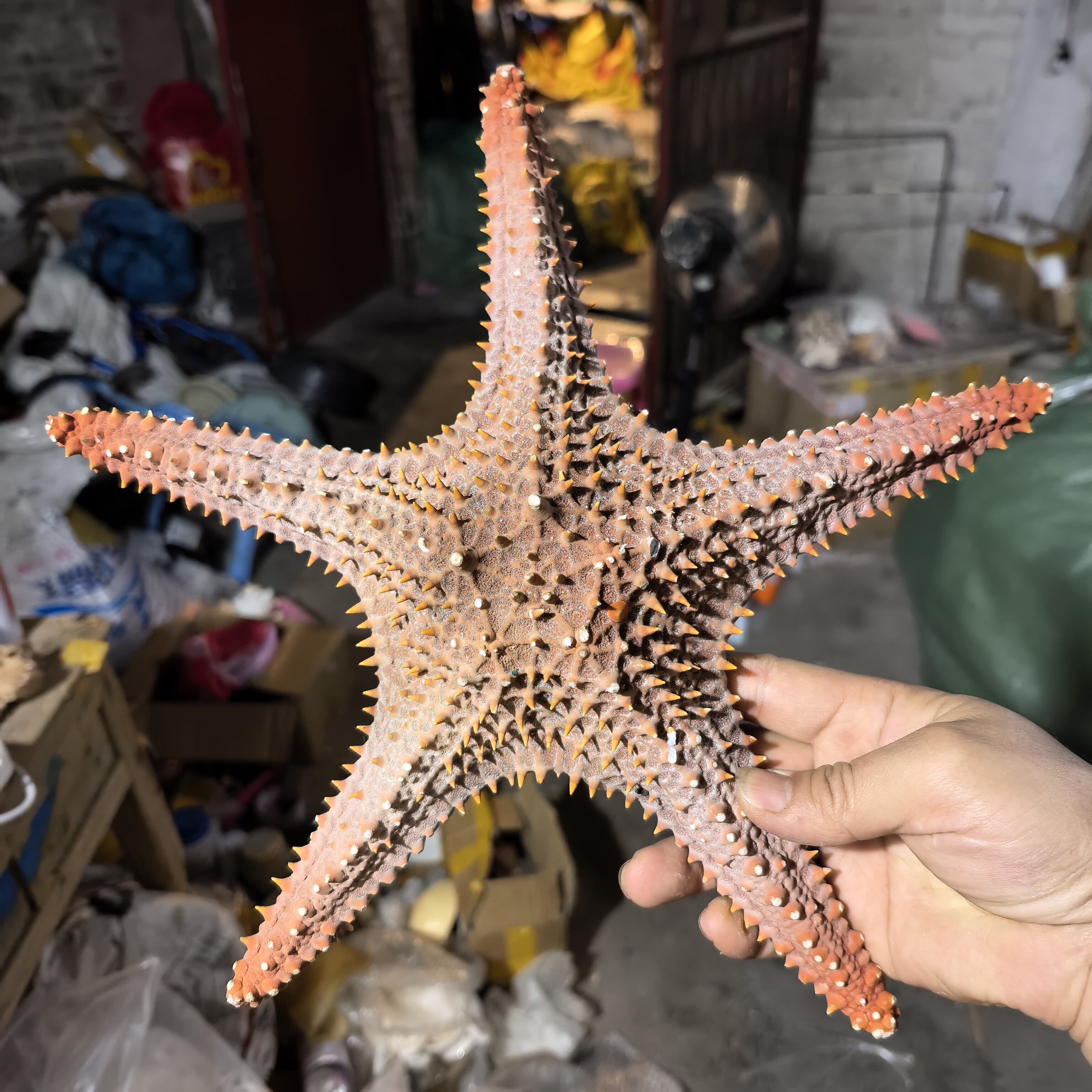 天然超大霸王海星标本摆件装饰品 橱窗地台婚庆拍摄道具海螺贝壳
